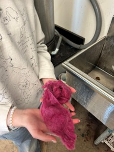 A student holds a piece of bright magenta wool roving dyed with cochineal.